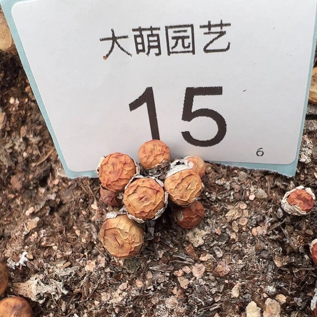 000015 一物一拍母本红嘴群脱土发