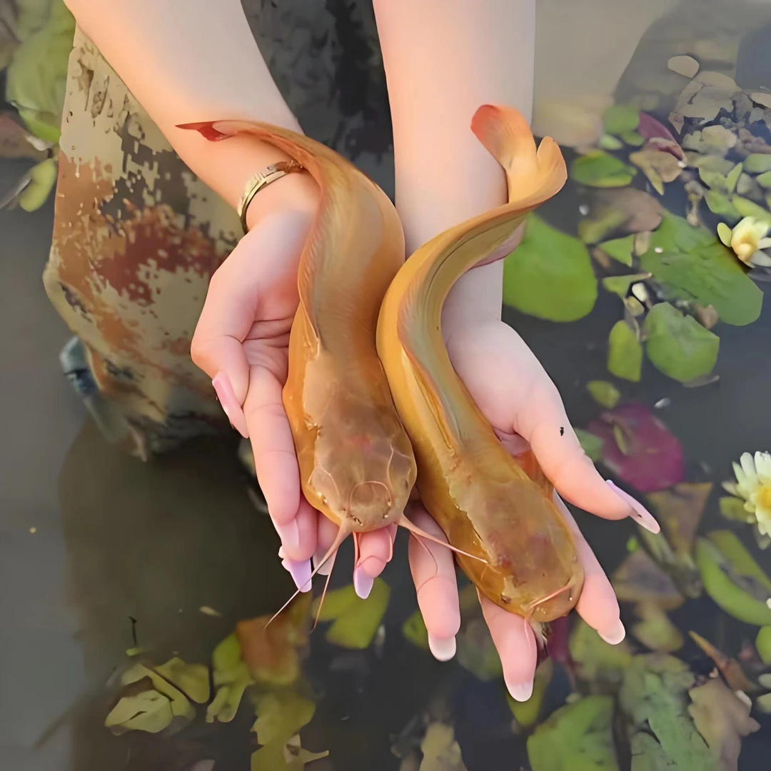 皇妃一号塘角鱼本地塘鲺三黄塘鲺包邮包活宠物活体观赏