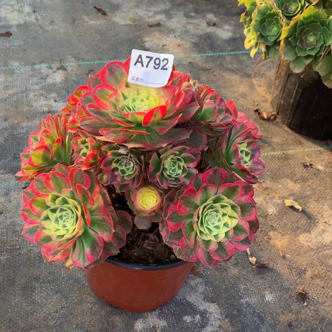 【闪购商品】792玉姿