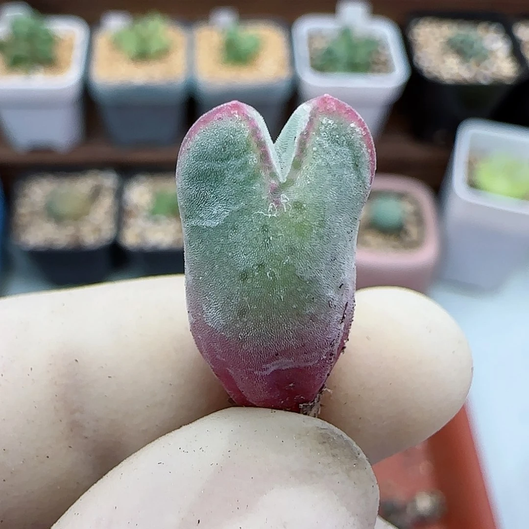 412园艺优选猪蹄985