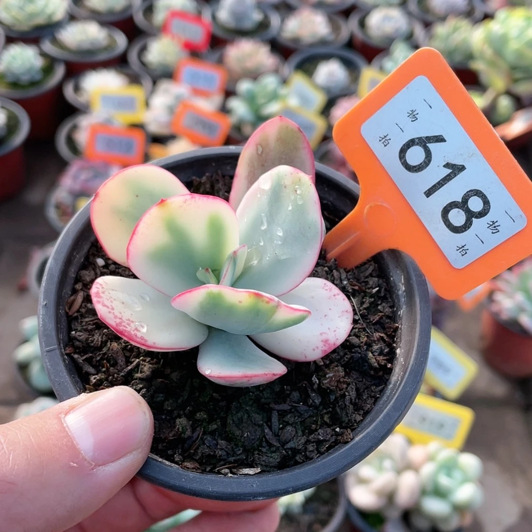 【闪购商品】618号