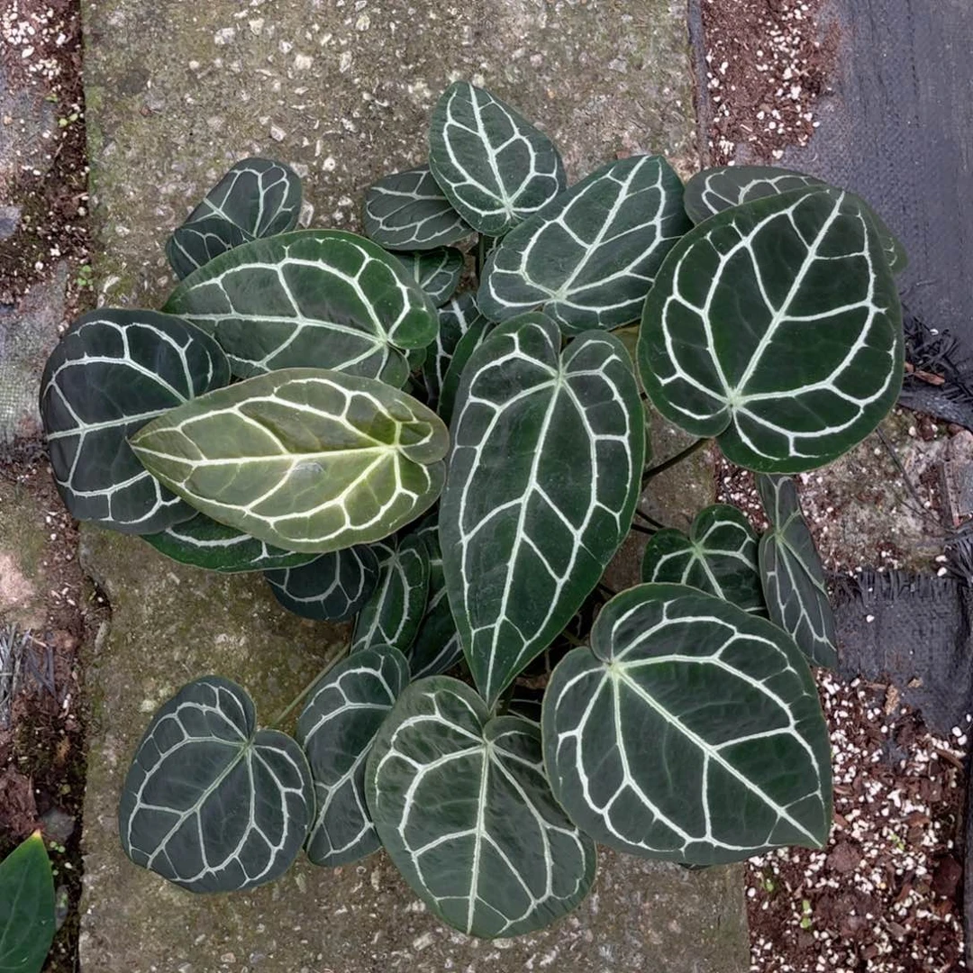 完全开放哥伦比亚黑水晶