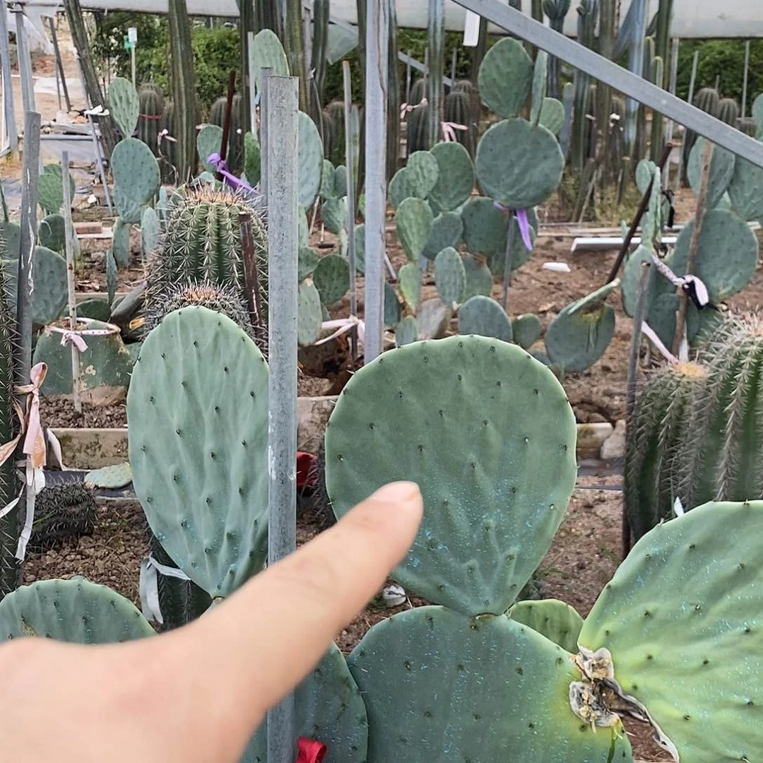 无花朵侧芽1片冠幅15公分左右
