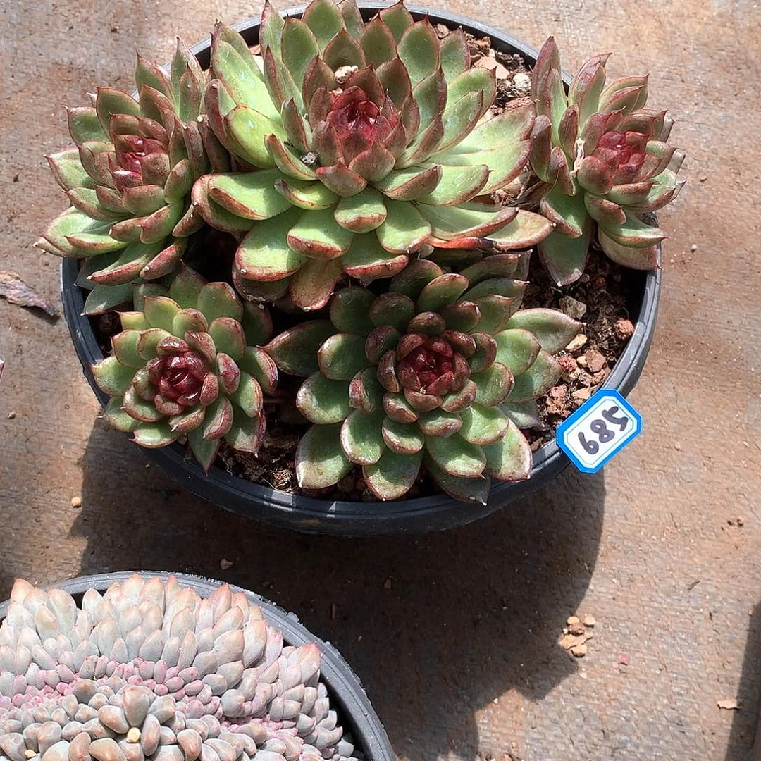 685水晶 一物一拍多肉