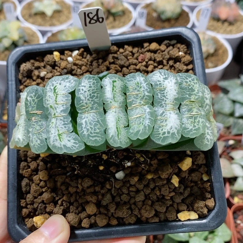 【闪购商品】186瑞龙