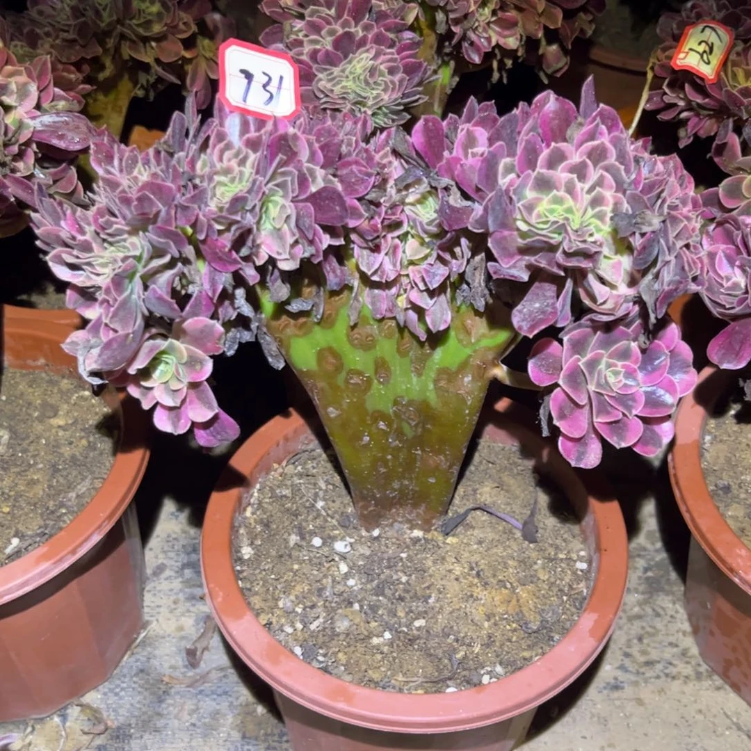 735多肉植物美杜莎缀化