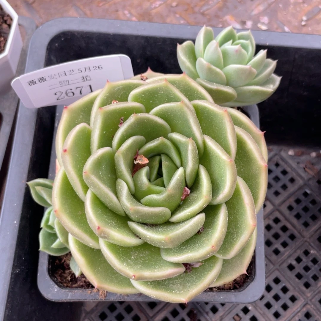 薇薇安园艺多肉2671
