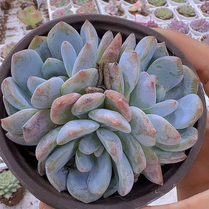 大橙子群19包邮多肉