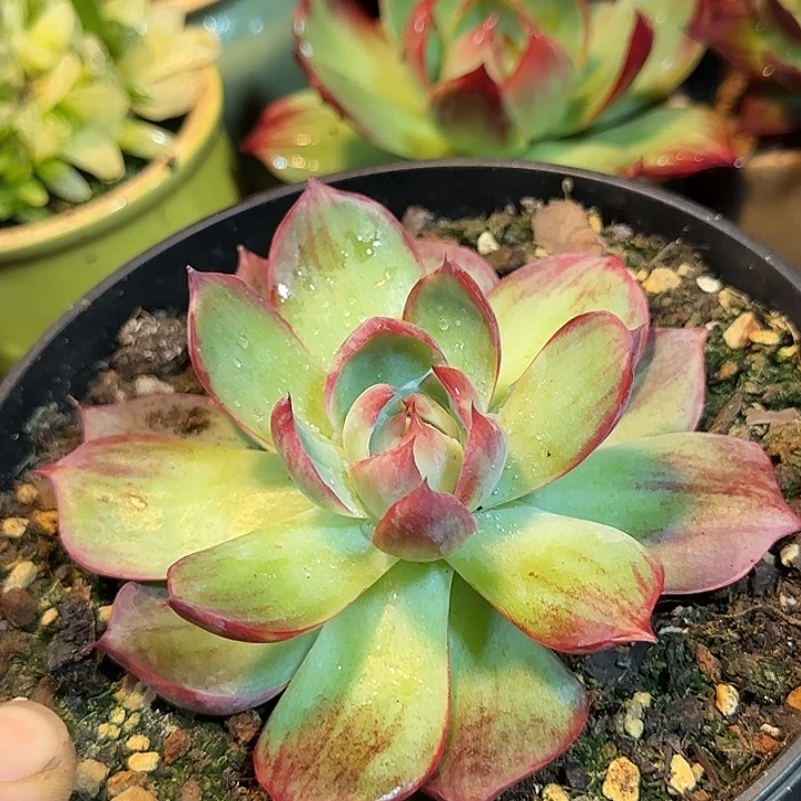 惊鸿一物一拍包装收缩花旱