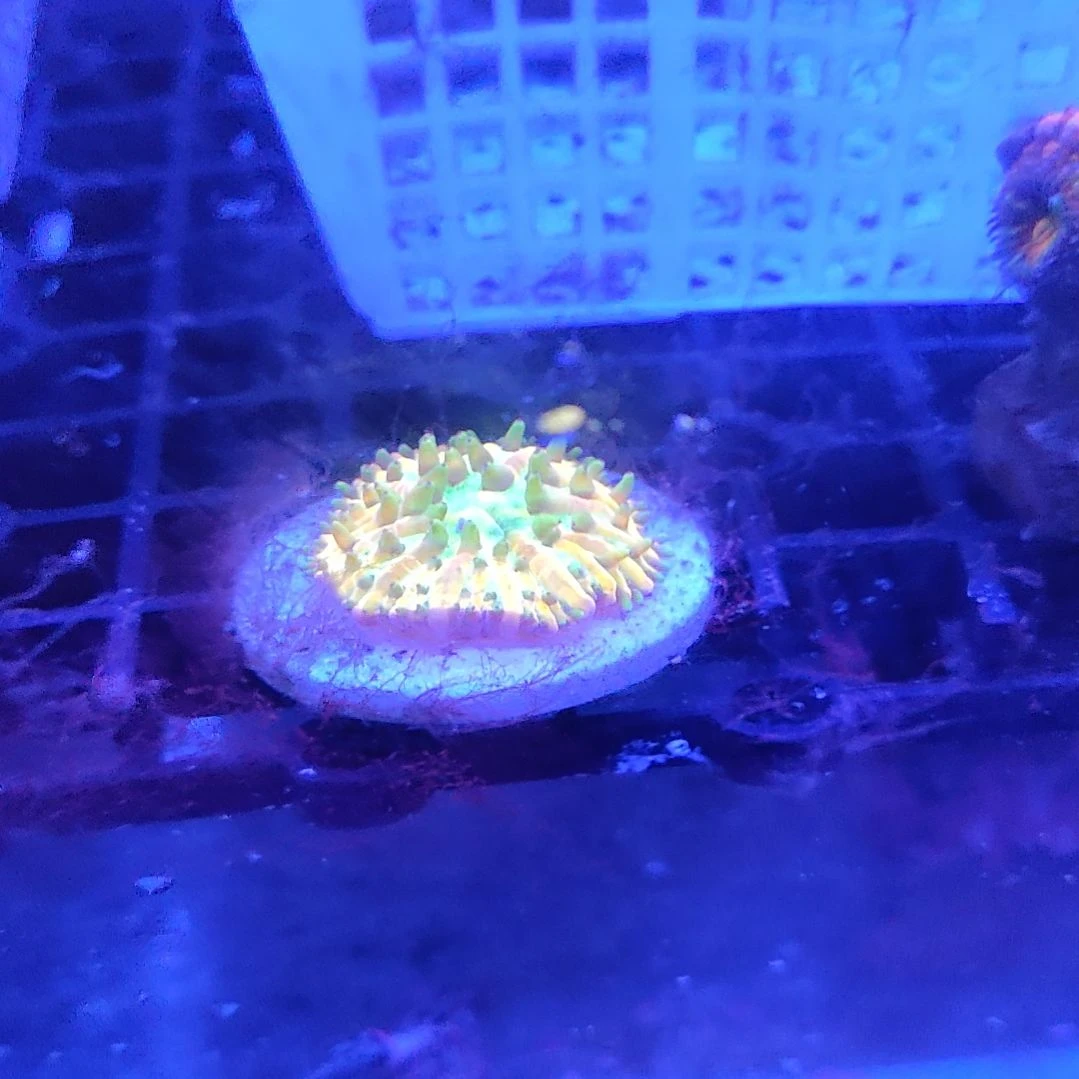智海海洋珊瑚馆 竞拍链接