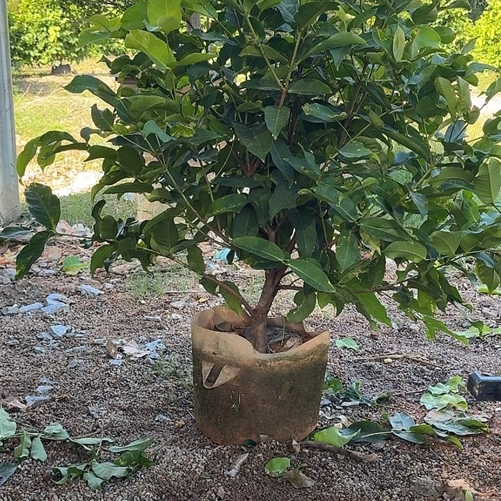 爷***狂台湾黑糖芭比莲雾9棵