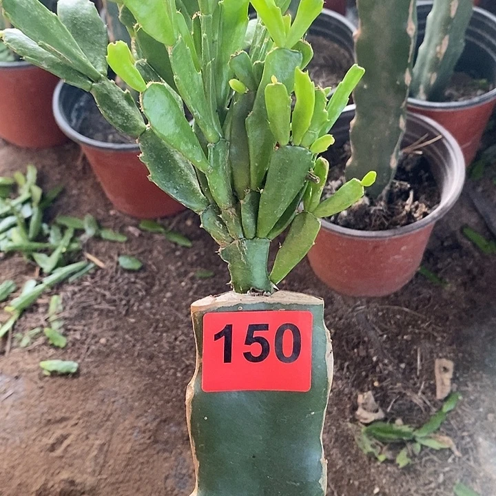 无花朵028，150号