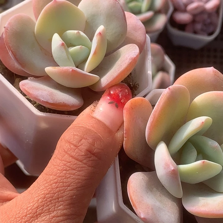 奶茶一代 颗。（满9.99包邮不满9.99发叶子）