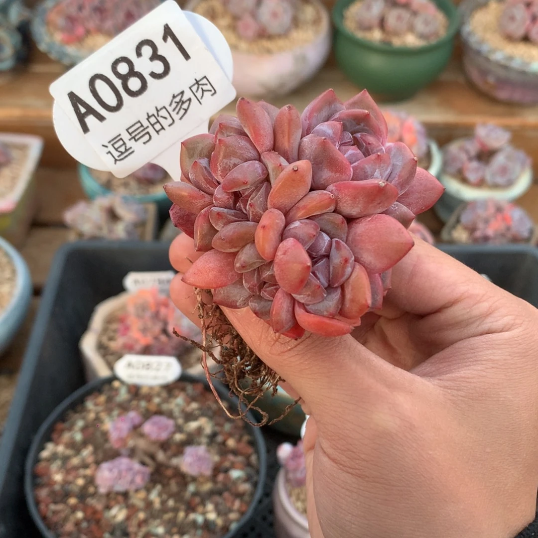 用***8A0831 石榴籽小群 有砍 6.5cm