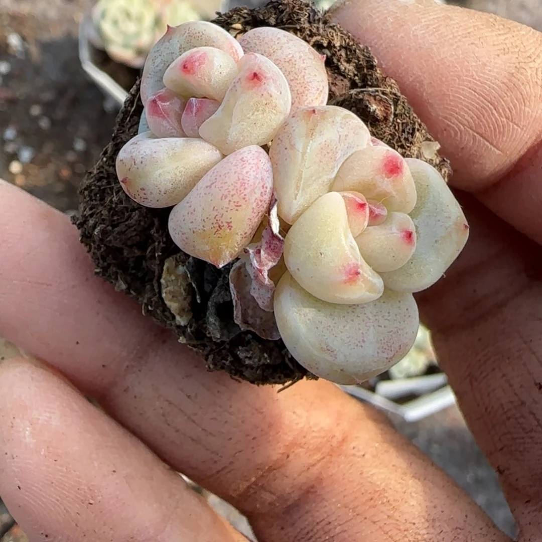 多肉小卡拉米糖心一物一拍