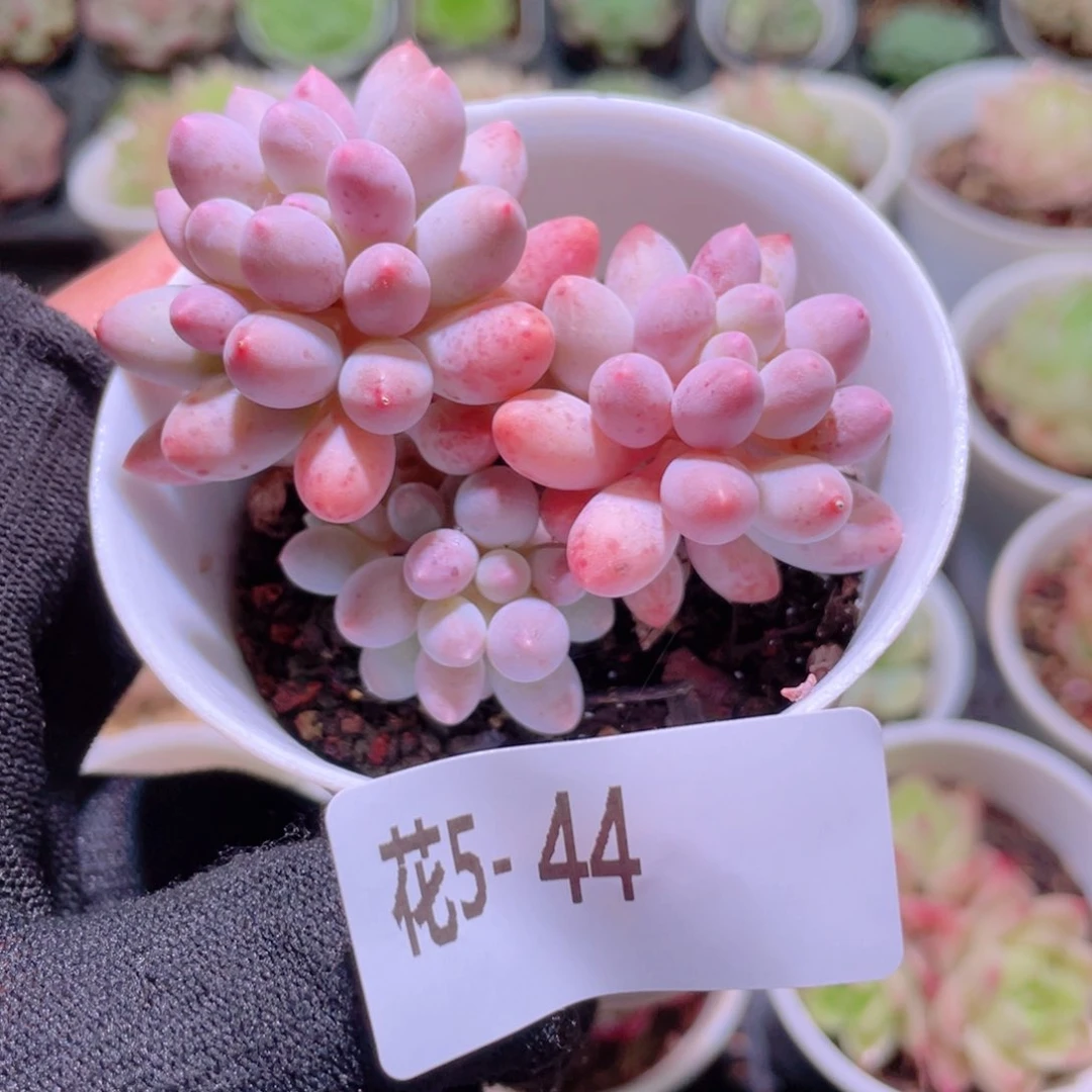 花利美5-44婴儿手指