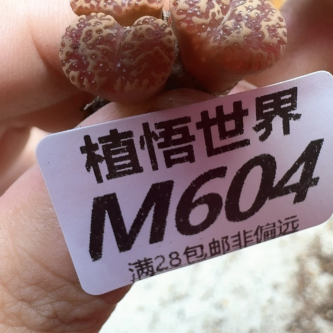 多肉植物的润泽额额