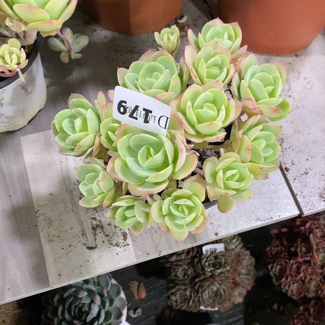 年**喻179碧桃多肉植物