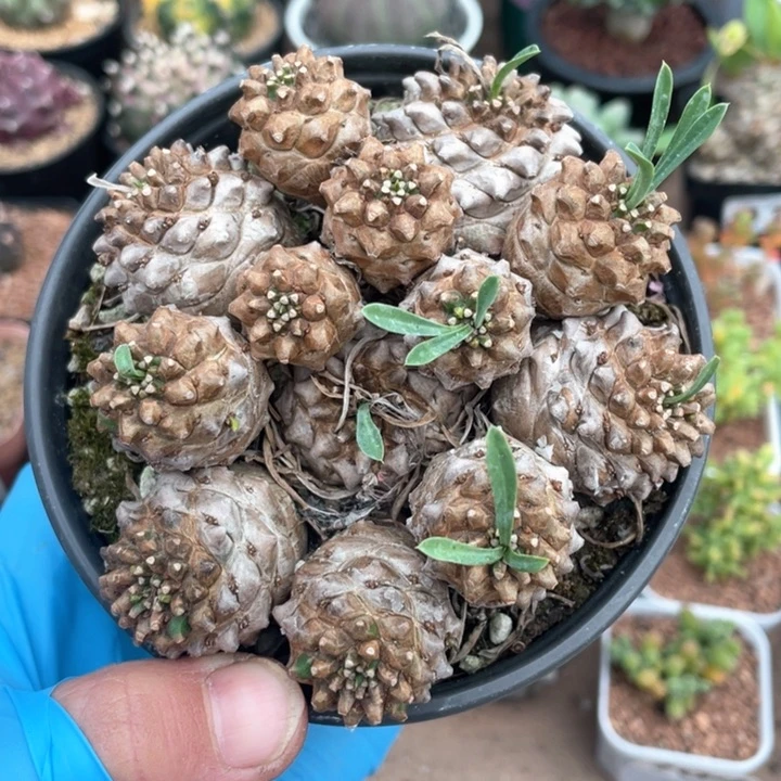 171大盆峨眉山多头