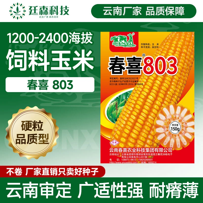 云南审定饲料玉米种子1200-2400米海拔高产抗病硬粒型品质春喜803