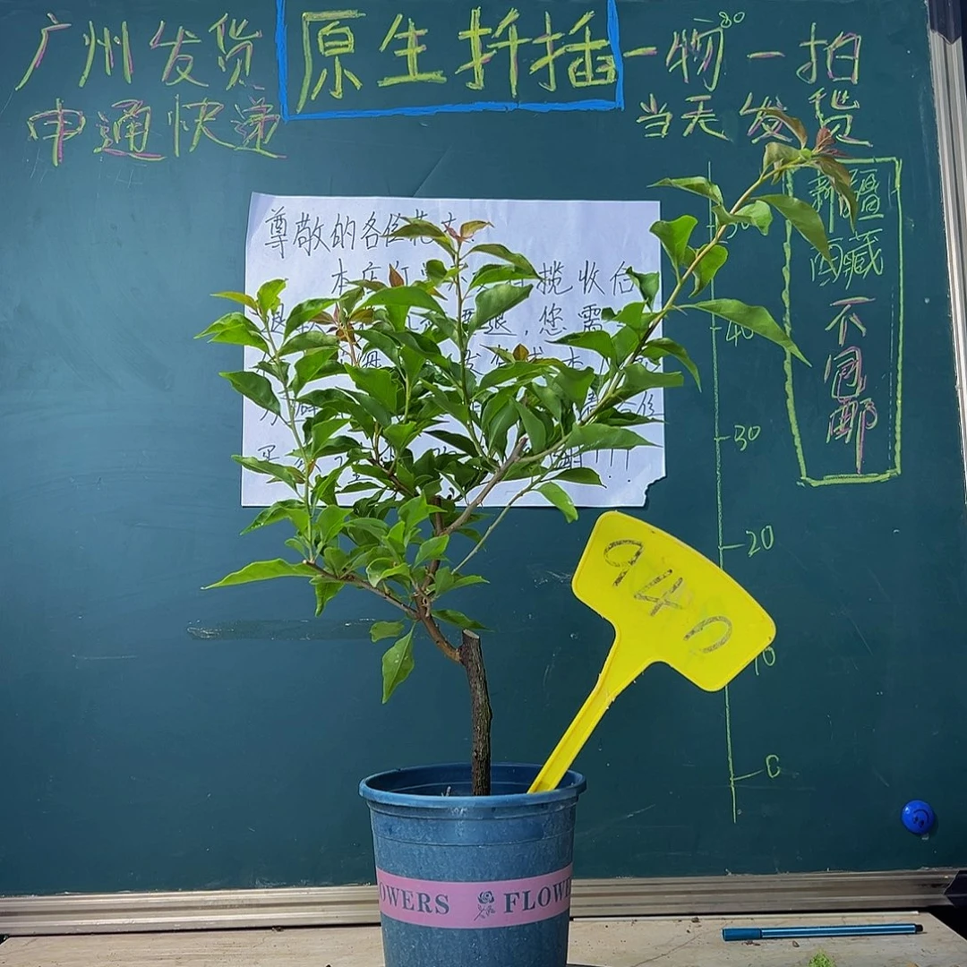 当前无花栽培后可以开花热火桑巴 940