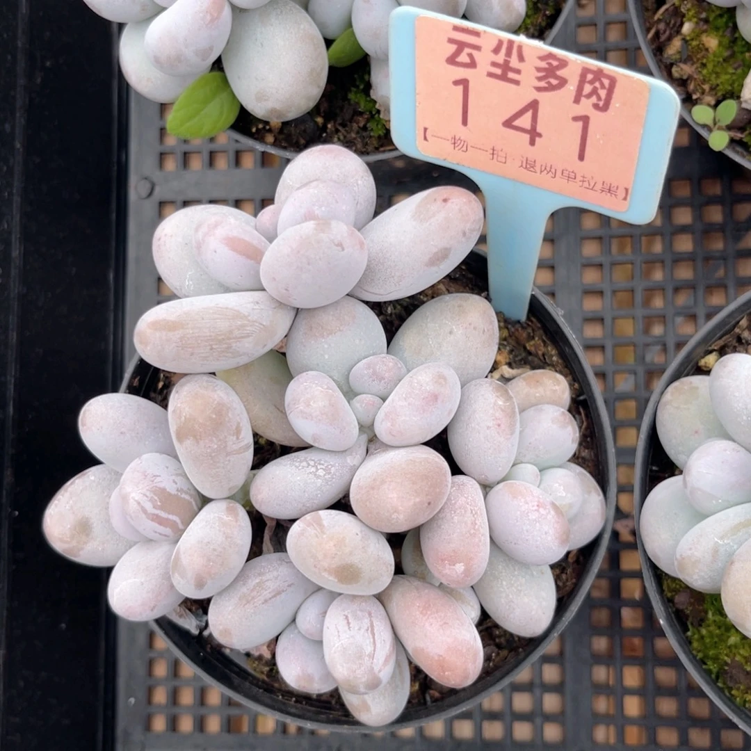 云尘多肉一物一拍141，