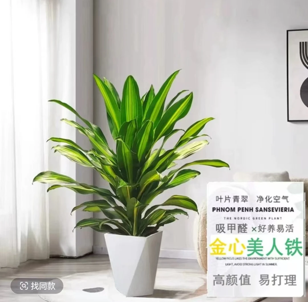 金心美人铁绿植室内巴西铁小清新ins风办公桌面盆栽四季常青好养