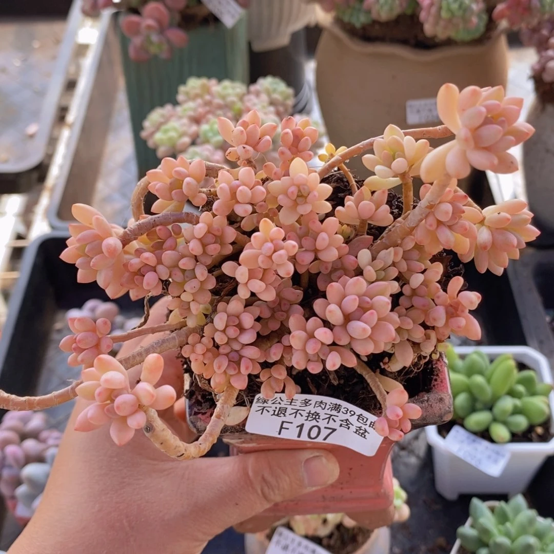 绿豆锦有砍不包整10cm107多肉植物