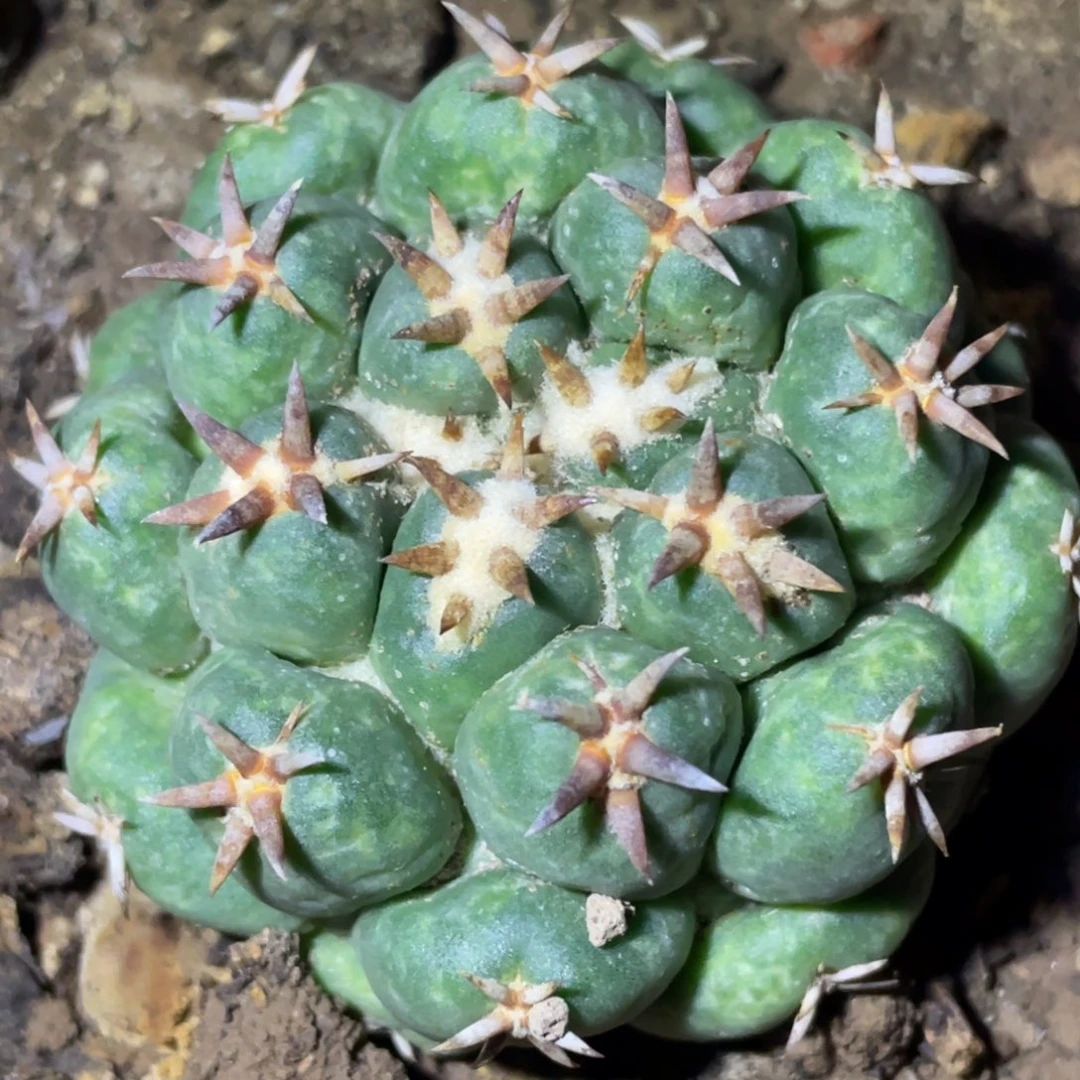 无花朵自根短豪刺象牙丸