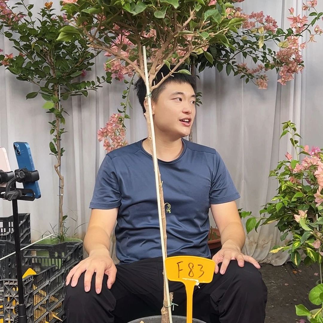 芳***菲大部分花苞少量开放F83卡亚塔
