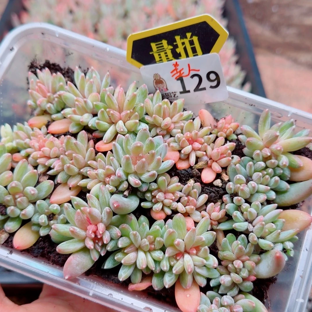 多肉植物多肉植物