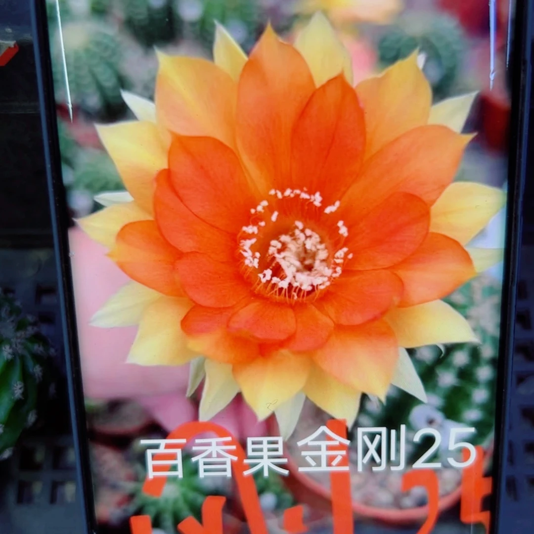 下3金刚25 歪无根侧芽4公分左右20包邮