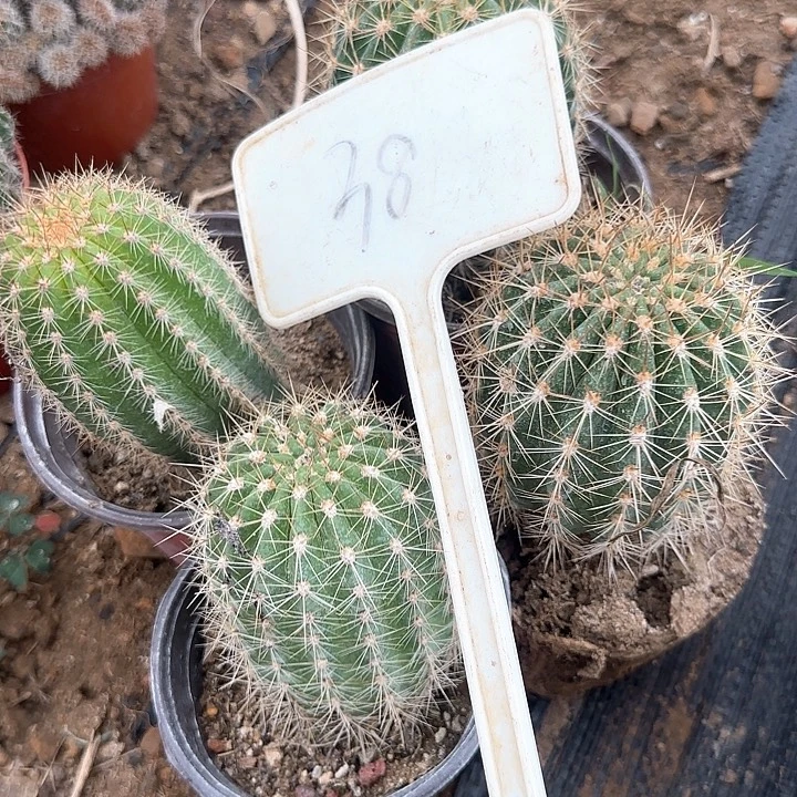 那***月38号毛花柱实生的20