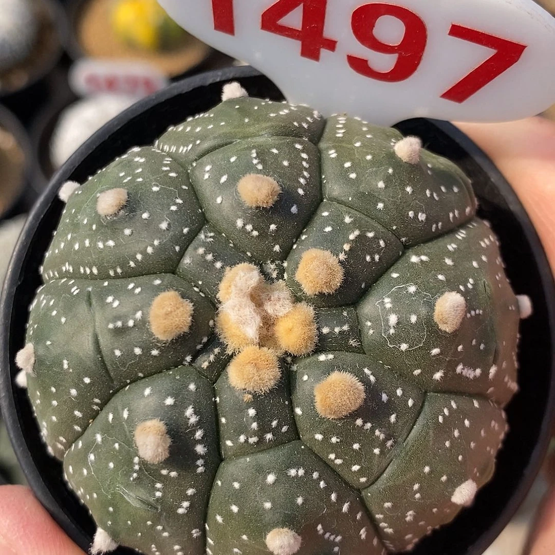 1497龟甲兜系列福利来啦