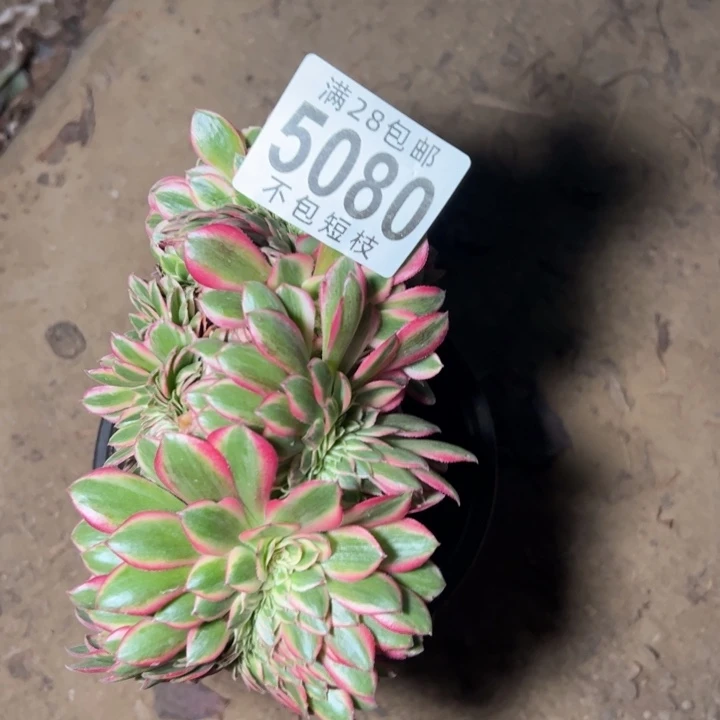 倾城缀多肉植物法师5080