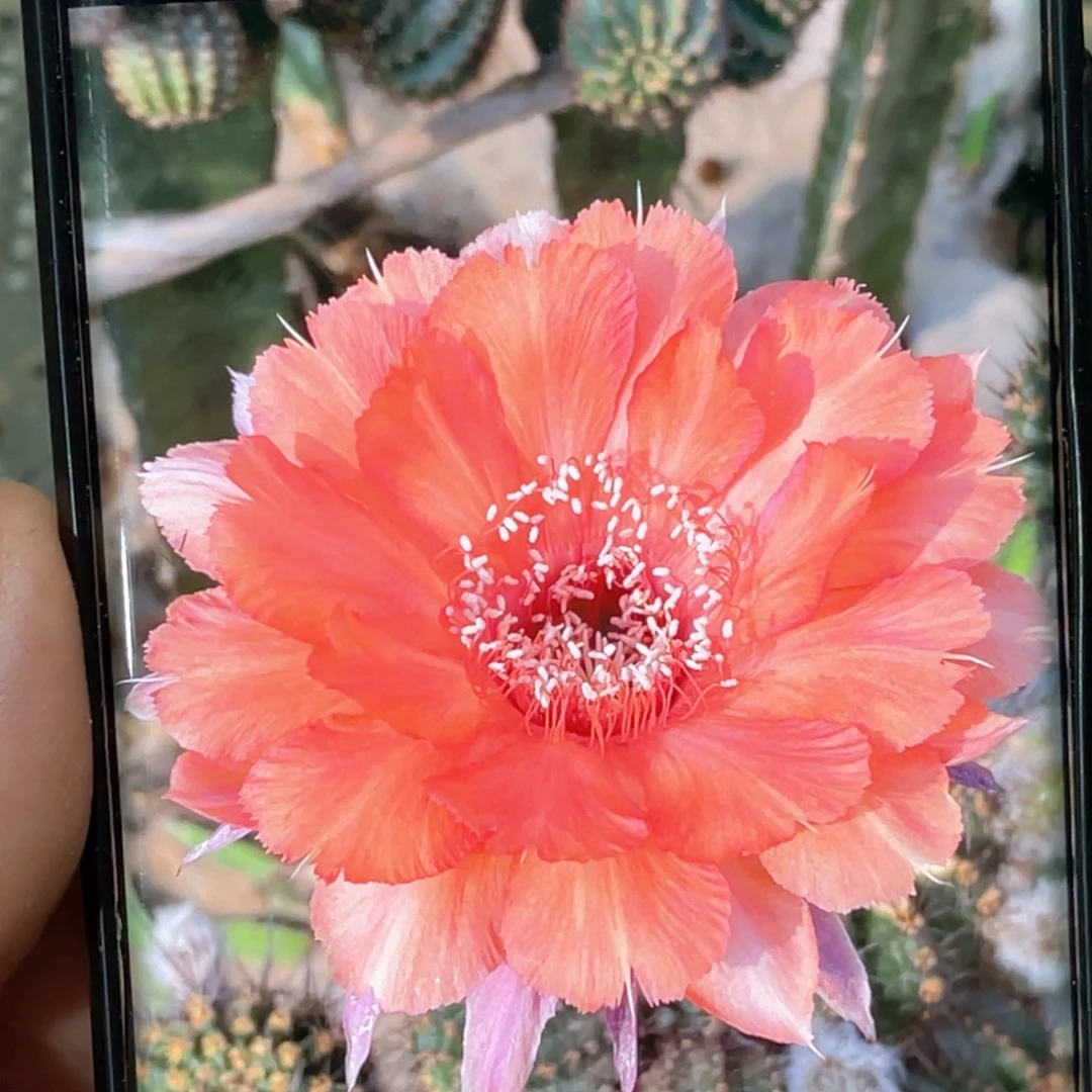 彩草 石楠烟火侧芽 歪 满20包邮5公分冠幅