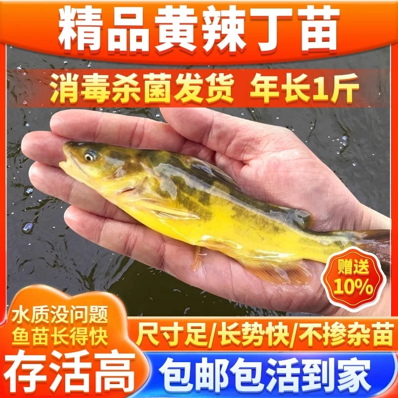 【保障正品】黄辣丁黄颡鱼黄骨鱼黄丫头鱼塘养殖观赏鱼鱼苗包邮包活
