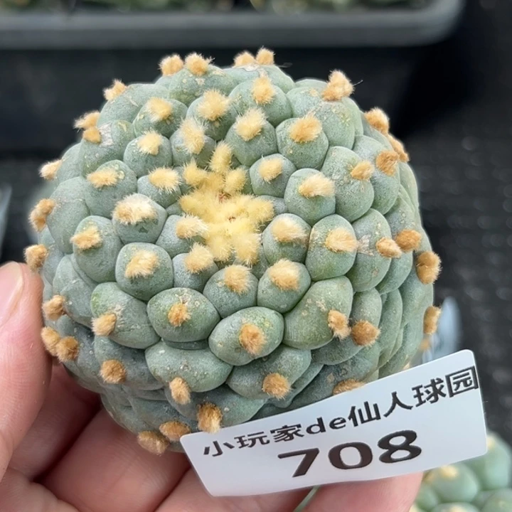 708可发货可帮发根