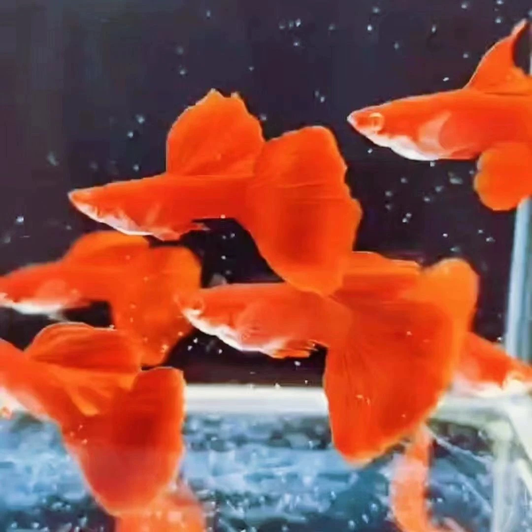 孔雀鱼直播专享（录好开箱视频没有开箱视频不赔付）