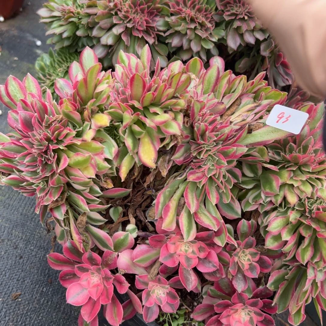 93女巫缀多肉嘻嘻多肉