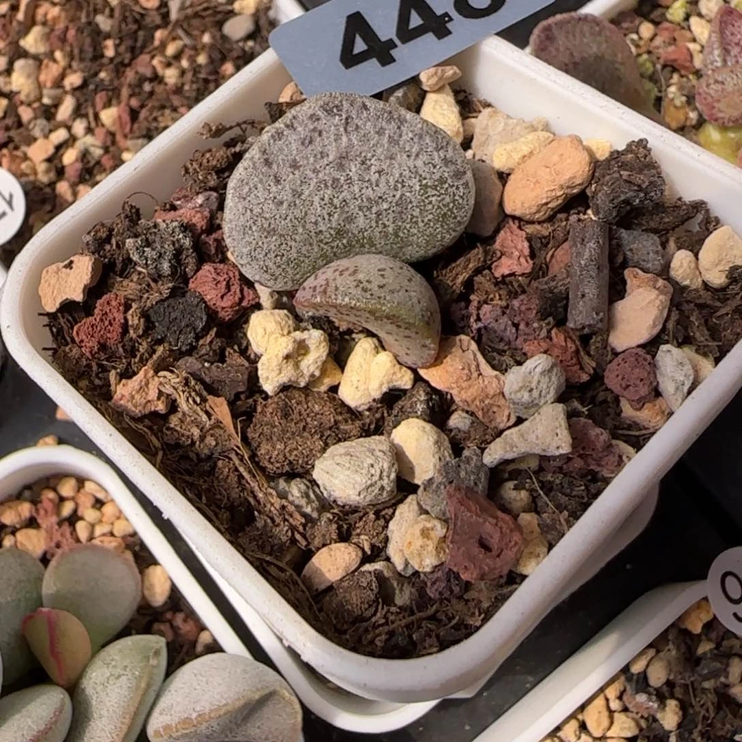 银波粉蛋水泡多肉448