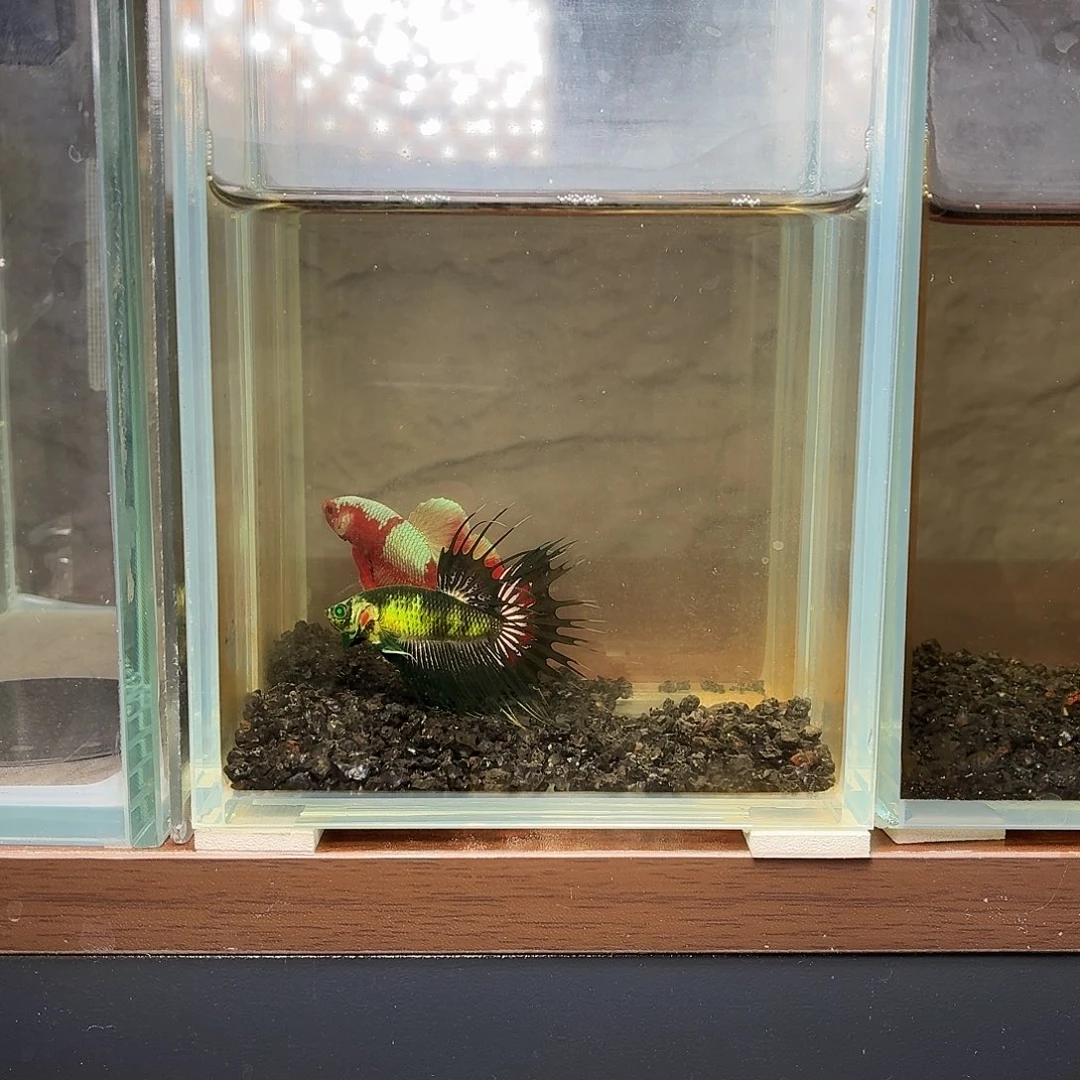 斗鱼绿魔狮王公鱼