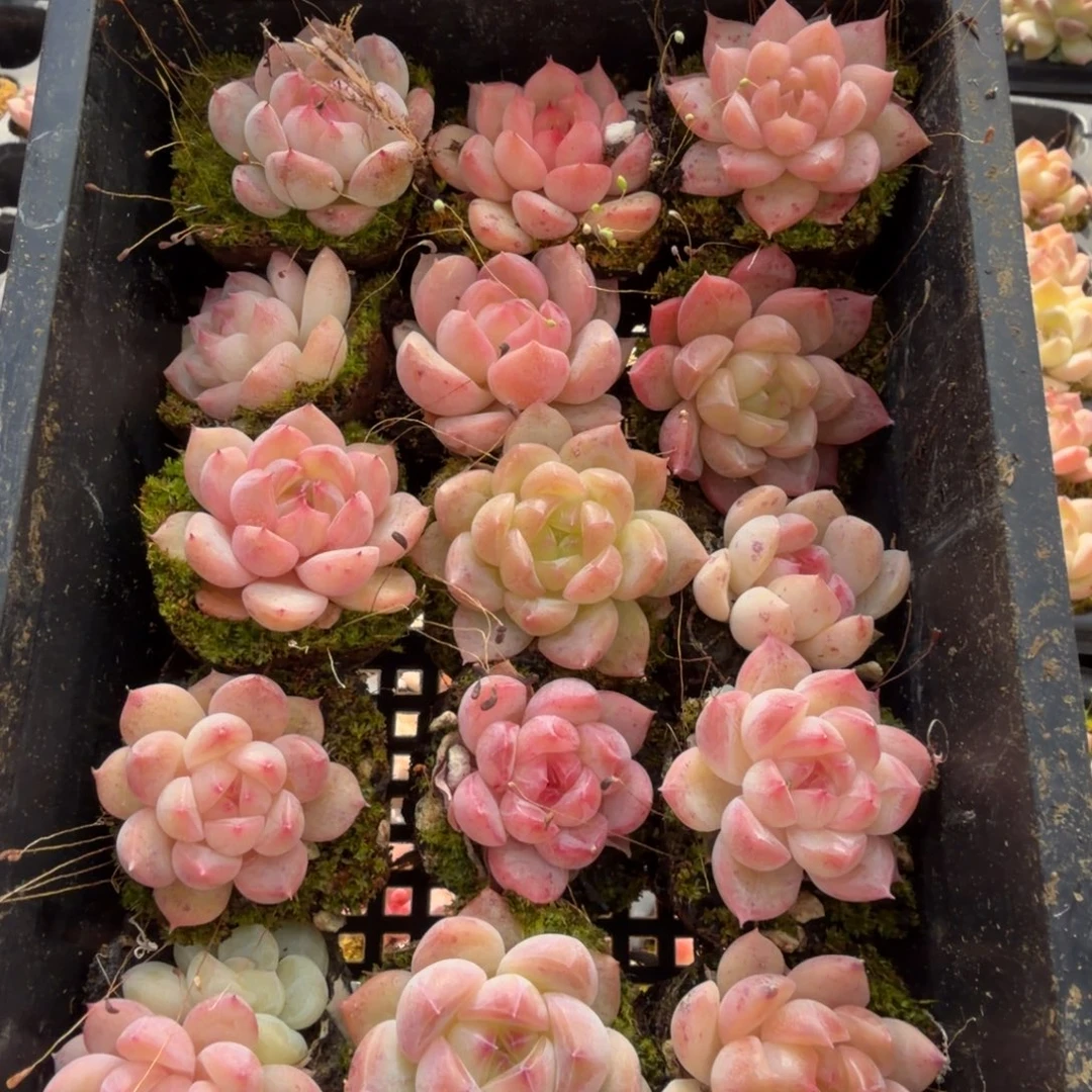 18-1带穴盘发货珍妮二十四带颜色量拍