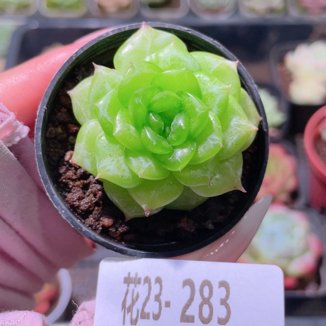 花利美23-283铂金叶