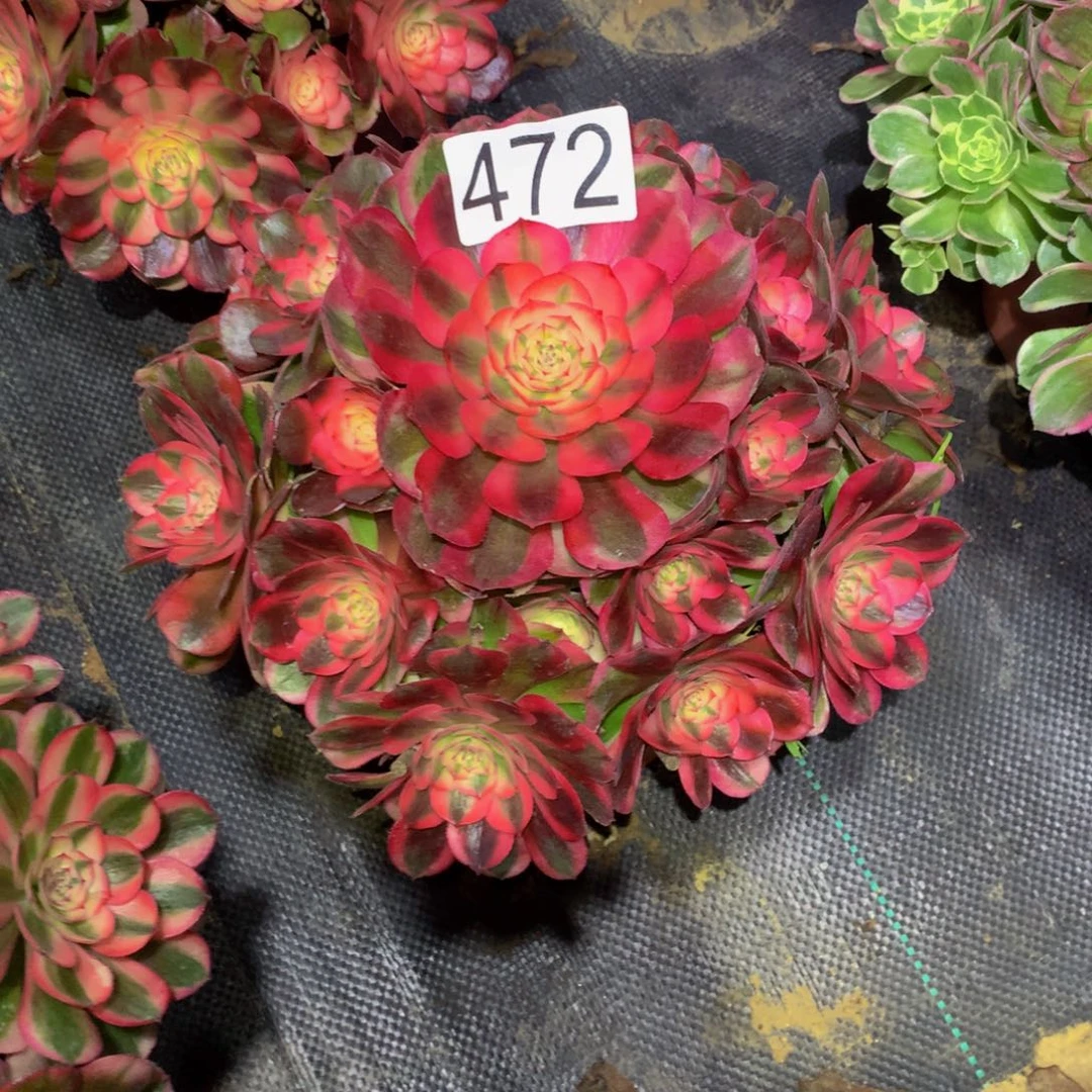 美***天法师多肉植物472荔枝