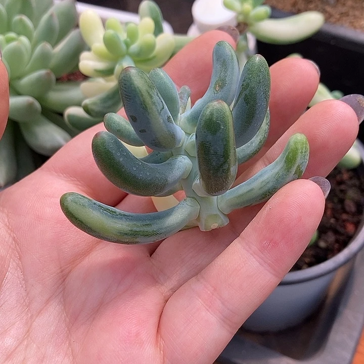 小***园乙女心锦多肉植物多肉