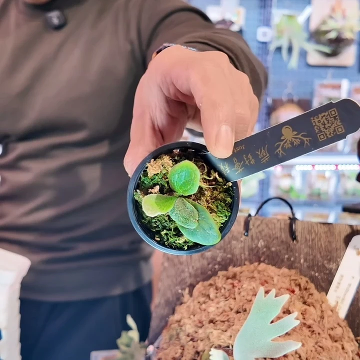 完全开放天使之翼鹿角蕨