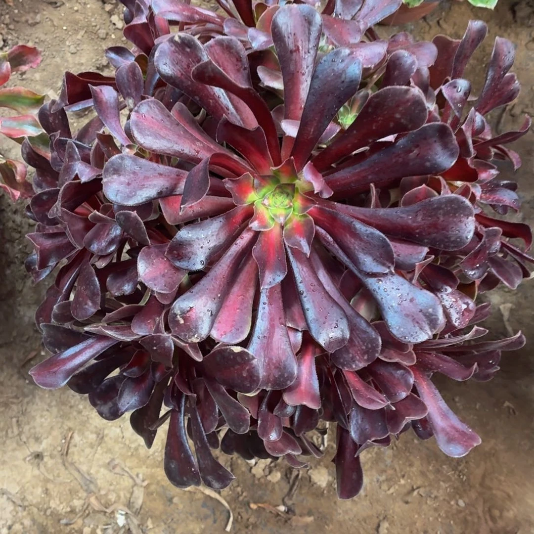 花纳大绣球一棵一箱脱土发货