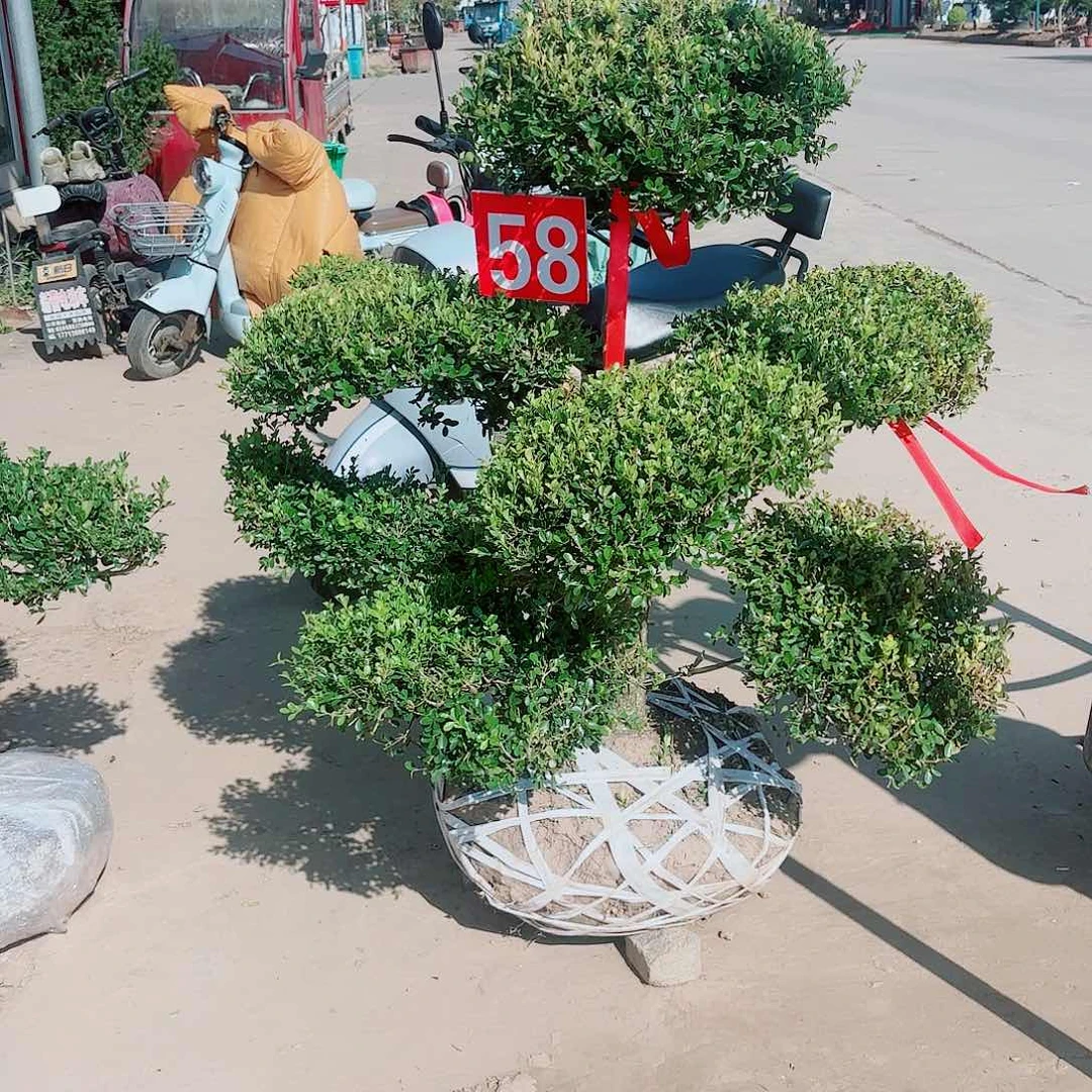 无花朵@*进黄杨造型树12312311