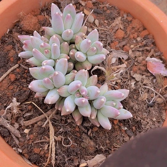 用****4多肉植物。。。。。。。。